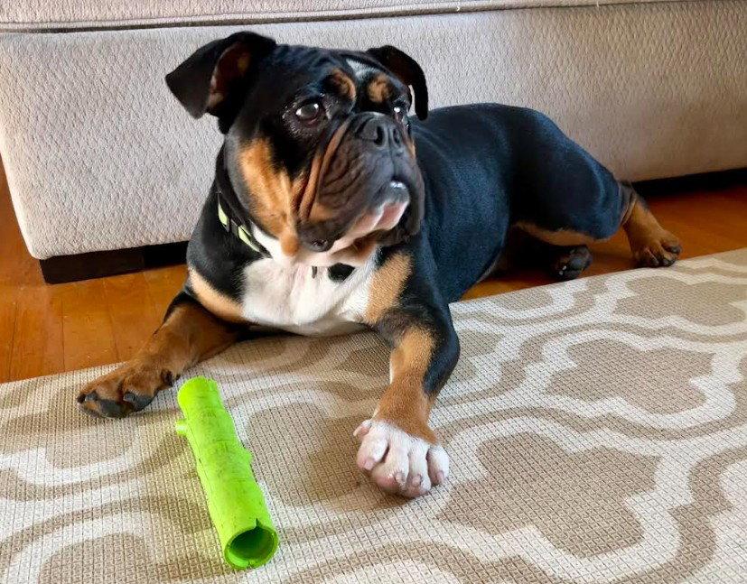 Tank, a Adopted English Bulldog in San Diego, CA image 2/3