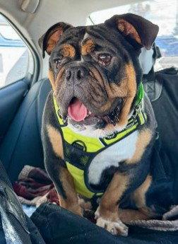 Tank, a Adopted English Bulldog in San Diego, CA image 3/3