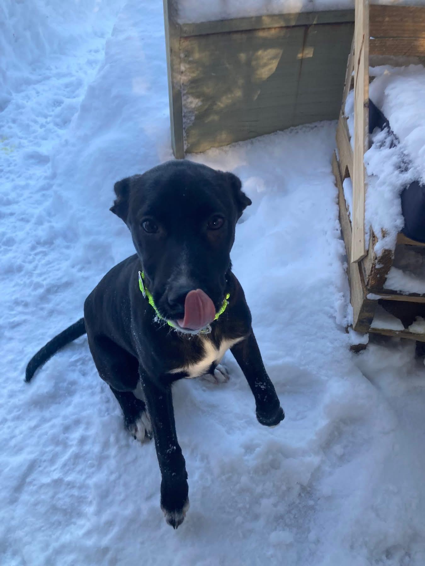 Enlarge Hayley, a Adoptable mixed breed in Pembroke, MA image 3/4