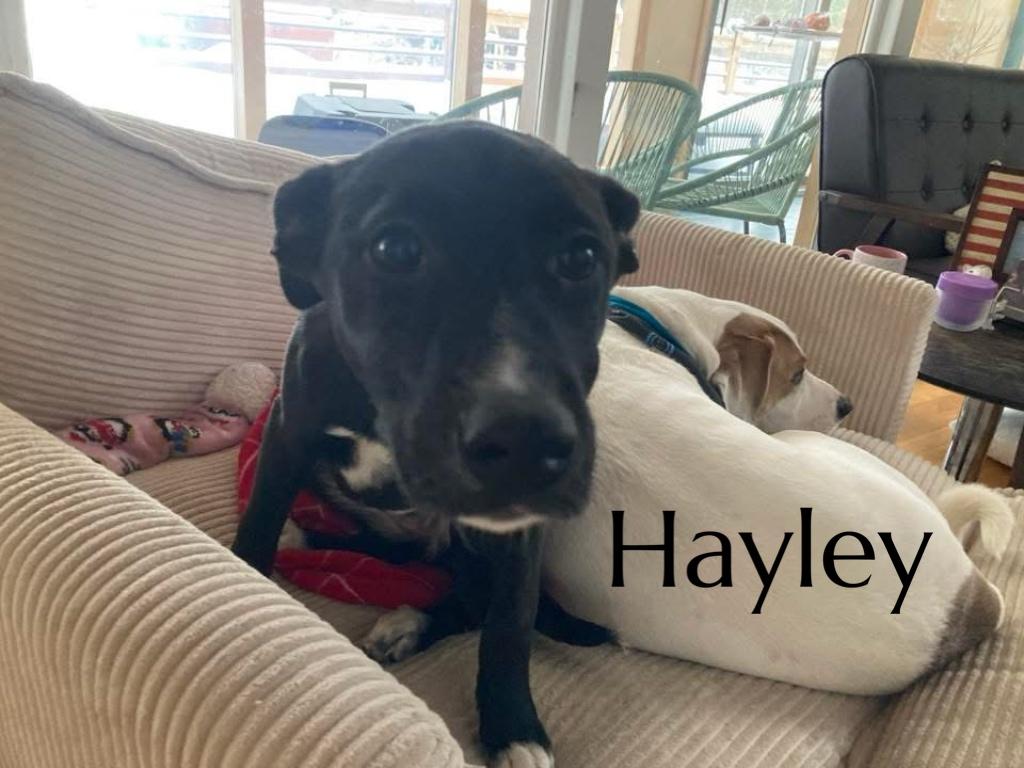 Hayley, Adoptable, Puppy Female Shepherd & Pit Bull Terrier.