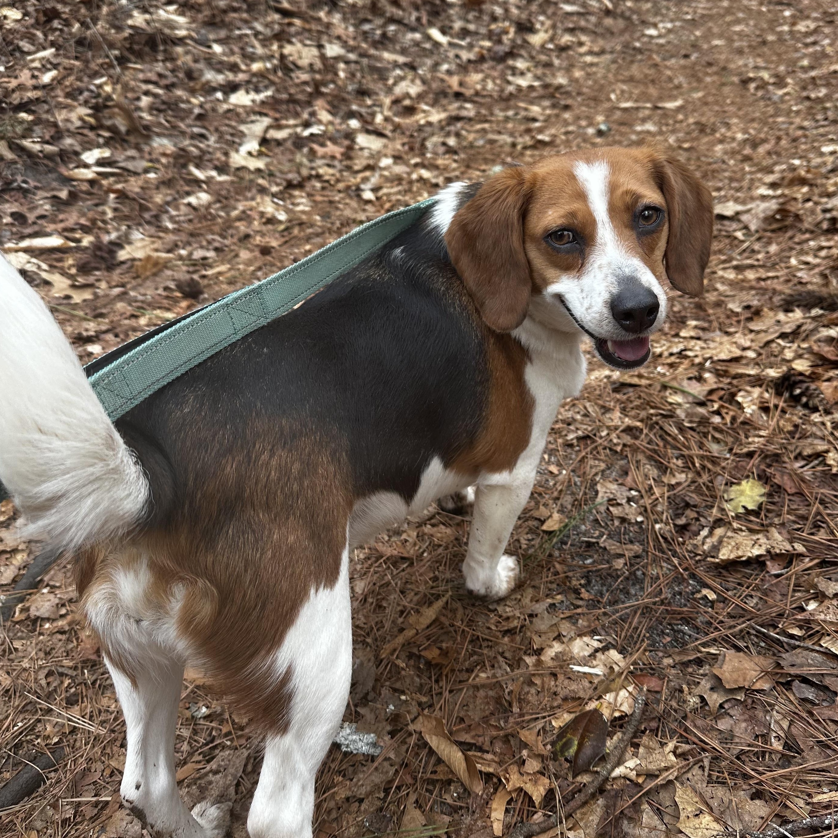 Tilly (Bonded Pair with Maple), Adoptable, Adult Female Beagle.