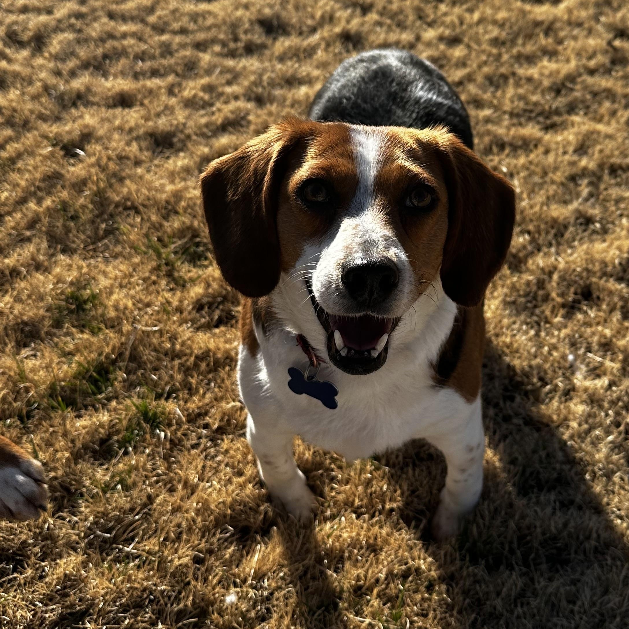 Enlarge Tilly (Bonded Pair with Maple), a Adoptable Beagle in Louisa, VA image 2/6