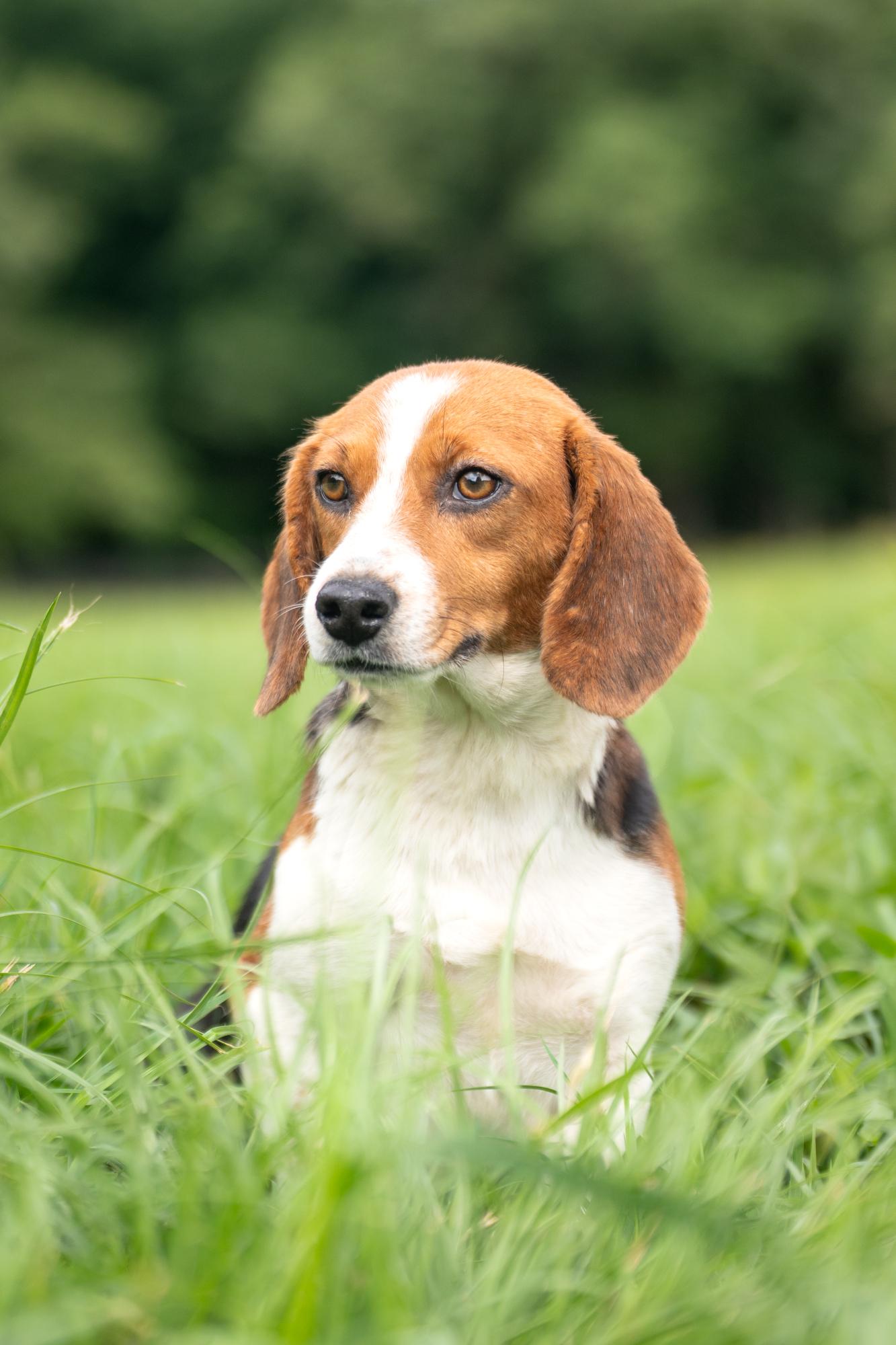 Tilly (Bonded Pair with Maple)