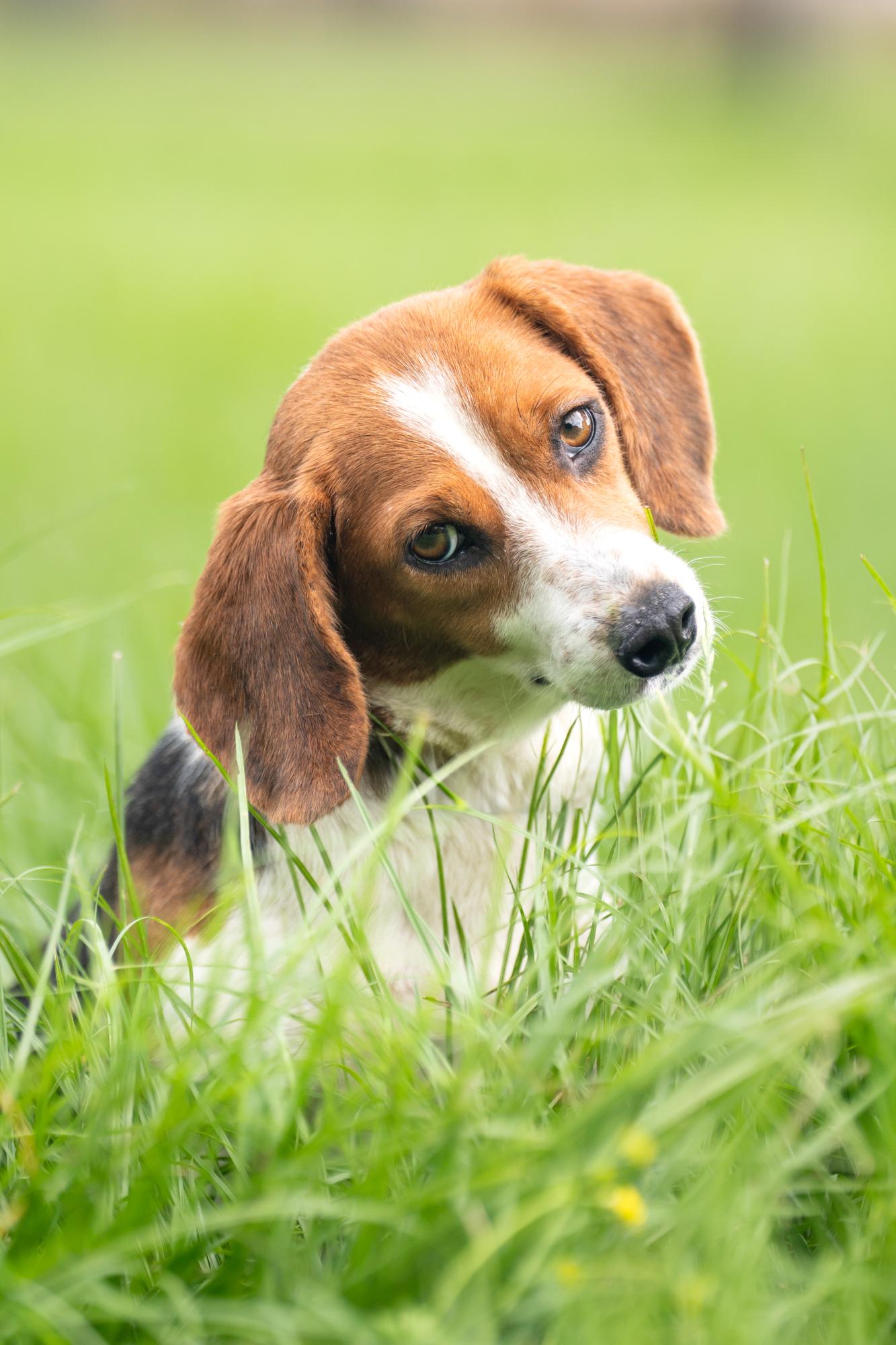 Tilly (Bonded Pair with Maple)