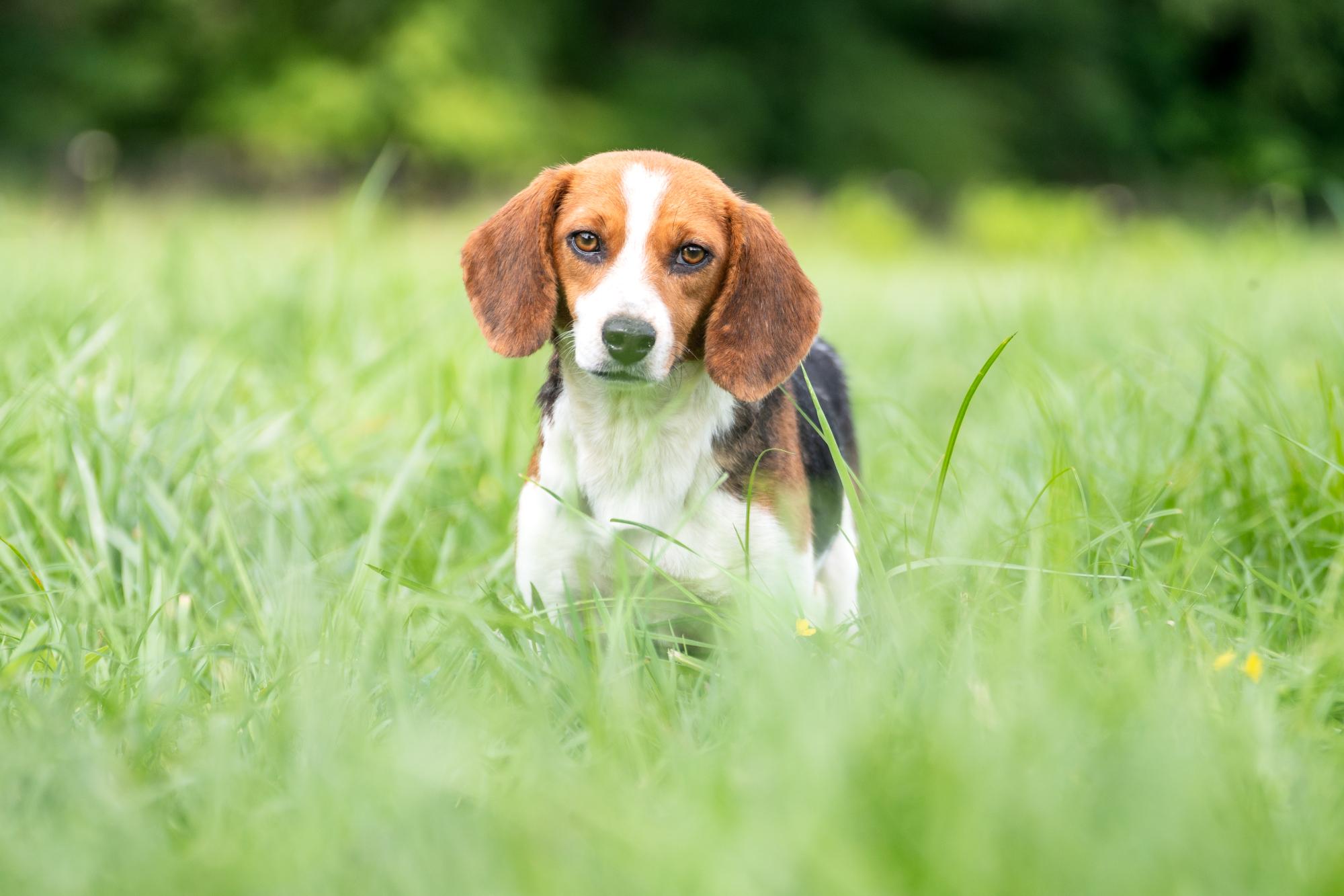 Tilly (Bonded Pair with Maple), a Adoptable Beagle in Louisa, VA image 4/5