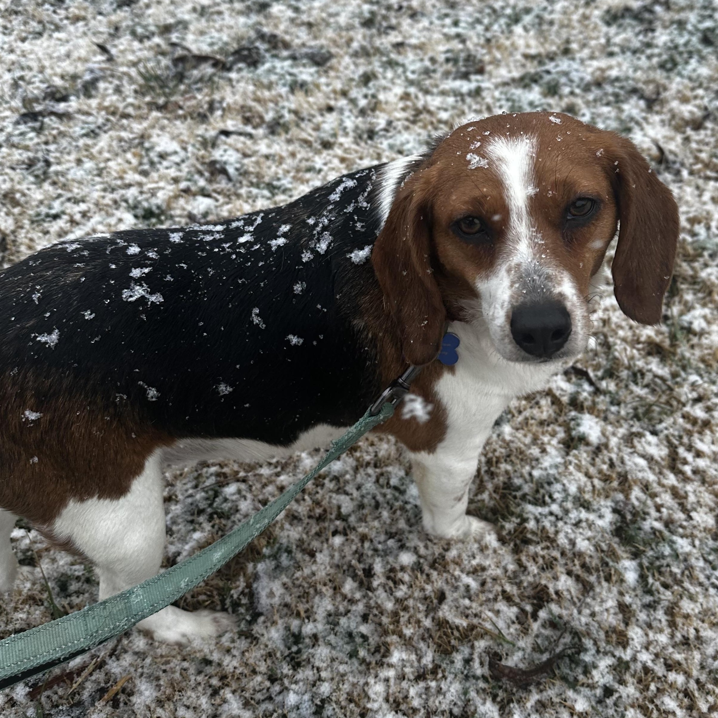 Enlarge Tilly (Bonded Pair with Maple), a Adoptable Beagle in Louisa, VA image 4/6