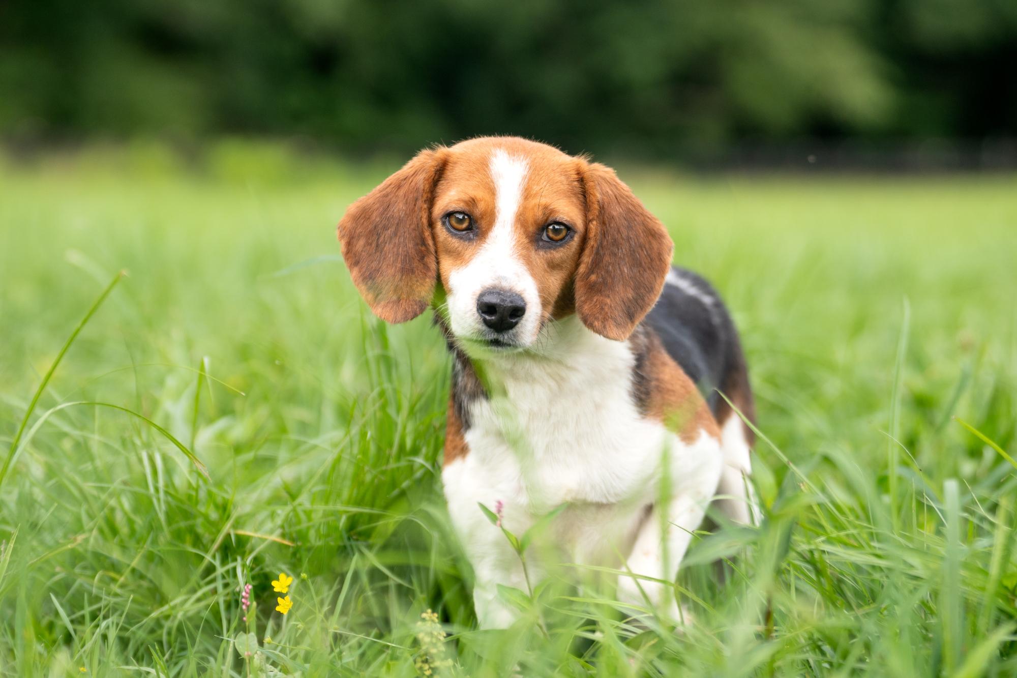 Tilly (Bonded Pair with Maple)