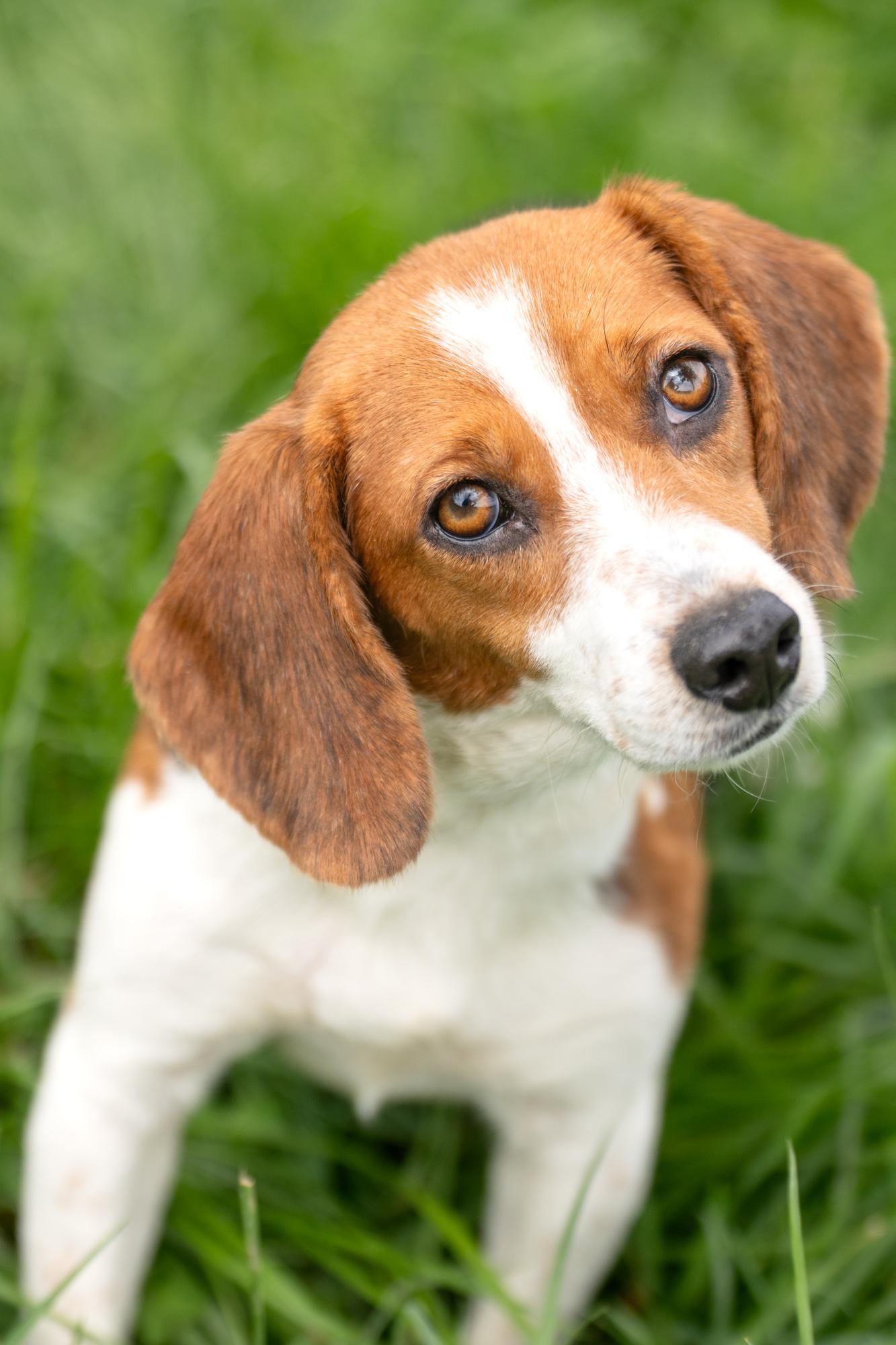 Tilly (Bonded Pair with Maple), a Adoptable Beagle in Louisa, VA image 1/5
