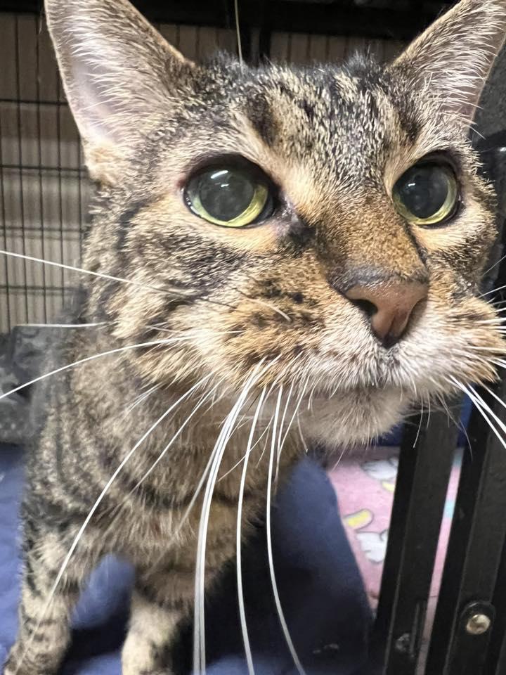 Euria, Adoptable, Adult Female Domestic Short Hair.