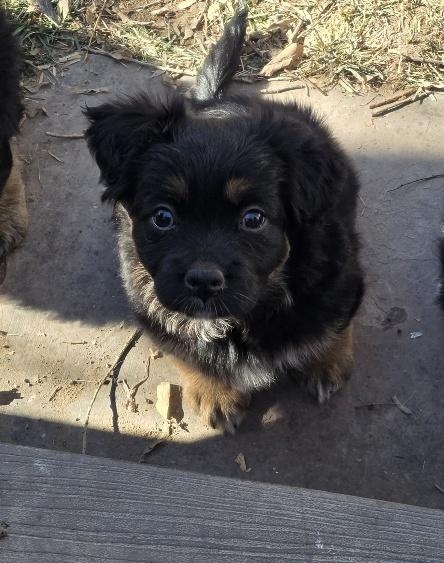 Enlarge Zuri, an adopted Corgi in Salt Lake City, UT image 2/5