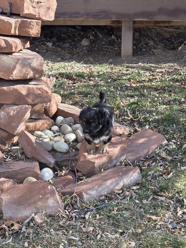 Enlarge Zuri, an adopted Corgi in Salt Lake City, UT image 4/5