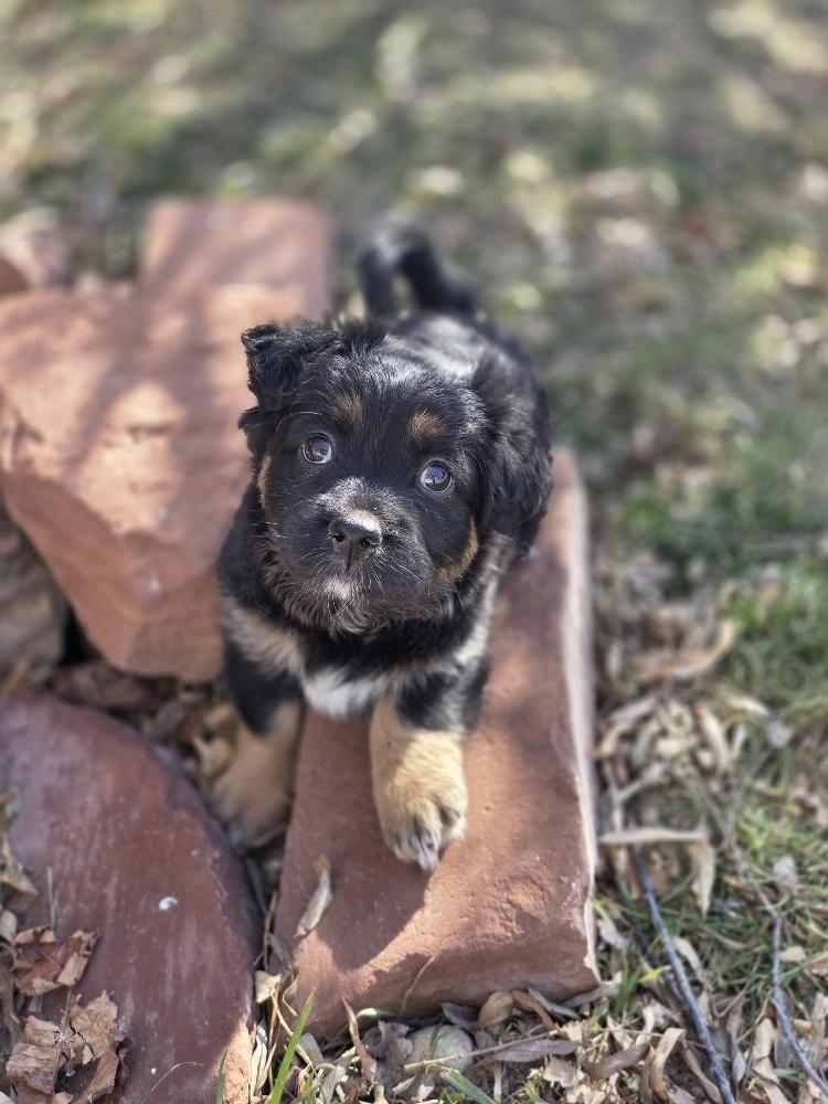 Enlarge Zuri, an adopted Corgi in Salt Lake City, UT image 3/5