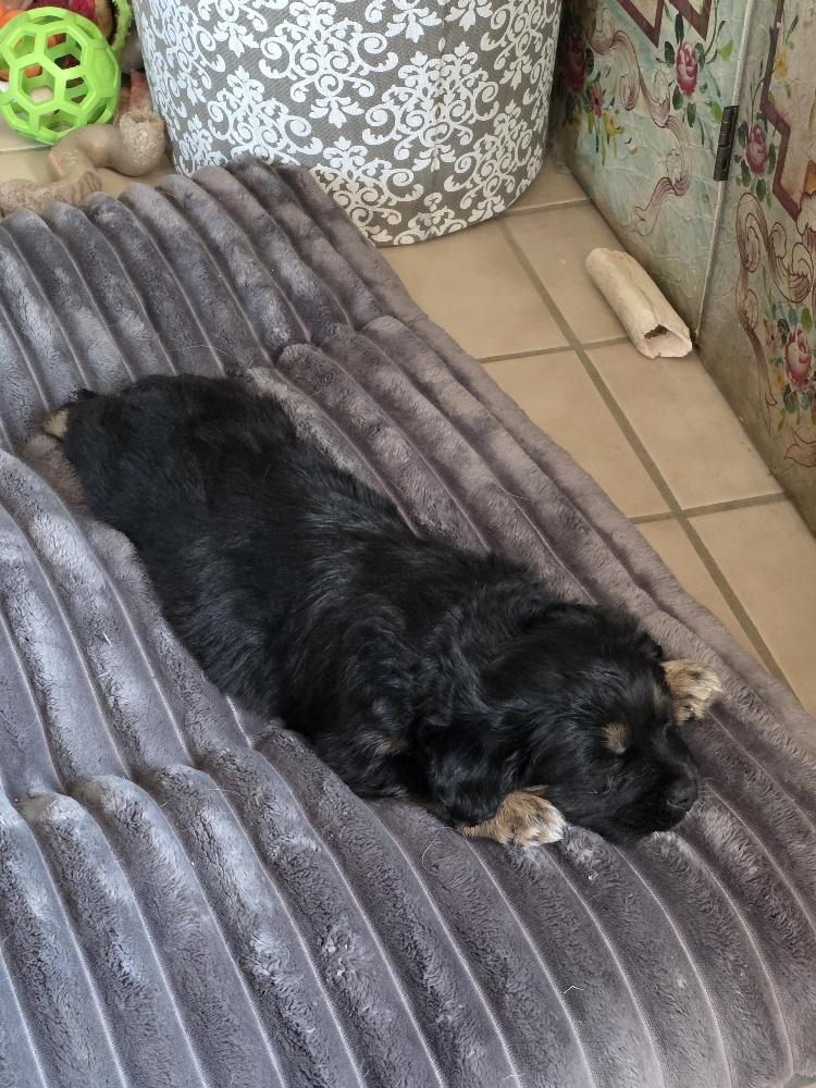 Enlarge Zuri, an adopted Corgi in Salt Lake City, UT image 5/5