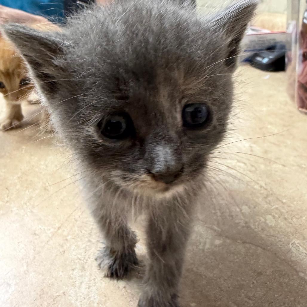 Grace, Adoptable, Kitten Female Domestic Short Hair & Domestic Short Hair.