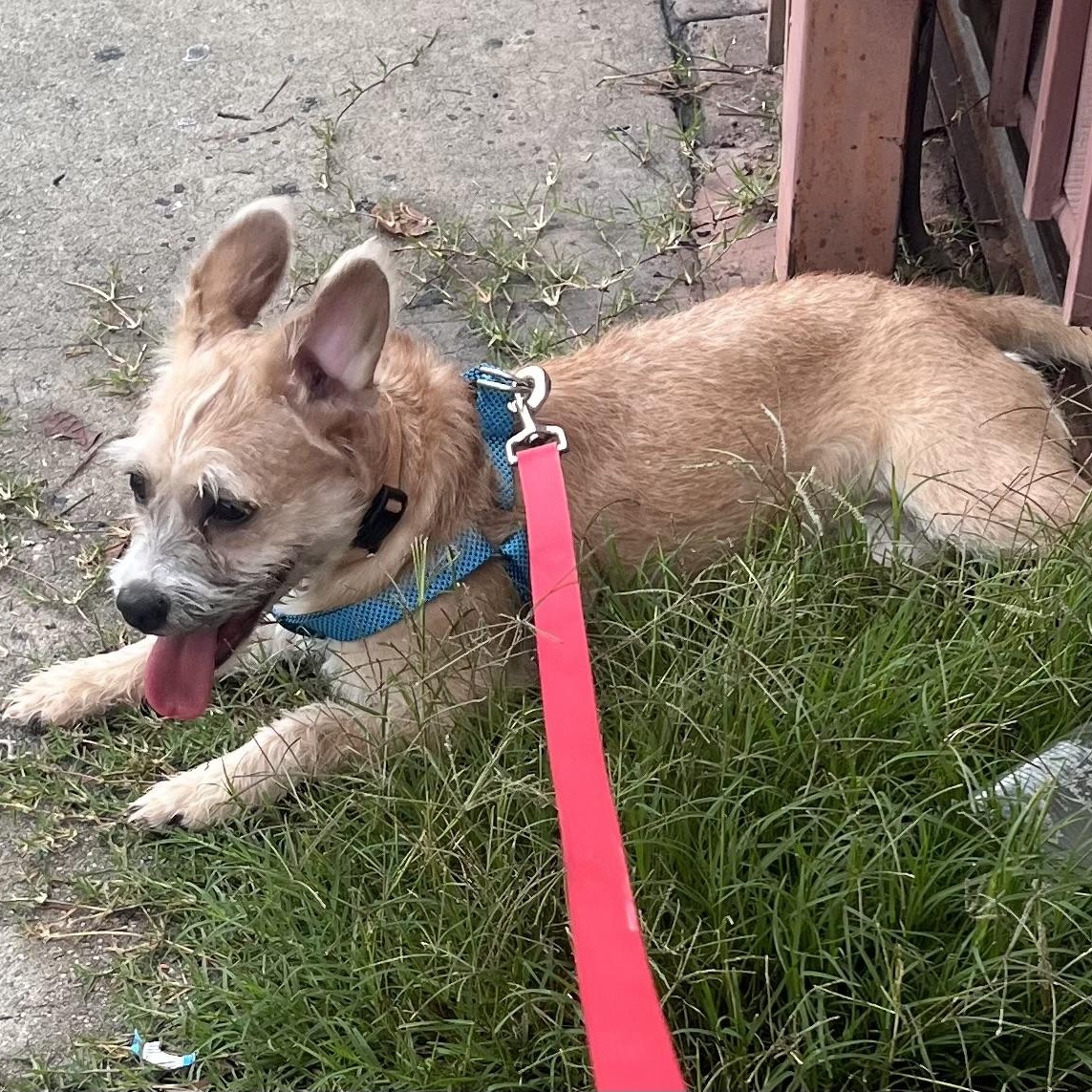 Skye, an adopted Terrier in Los Angeles, CA image 3/5