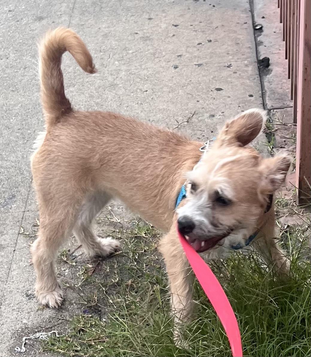 Skye, an adopted Terrier in Los Angeles, CA image 4/5