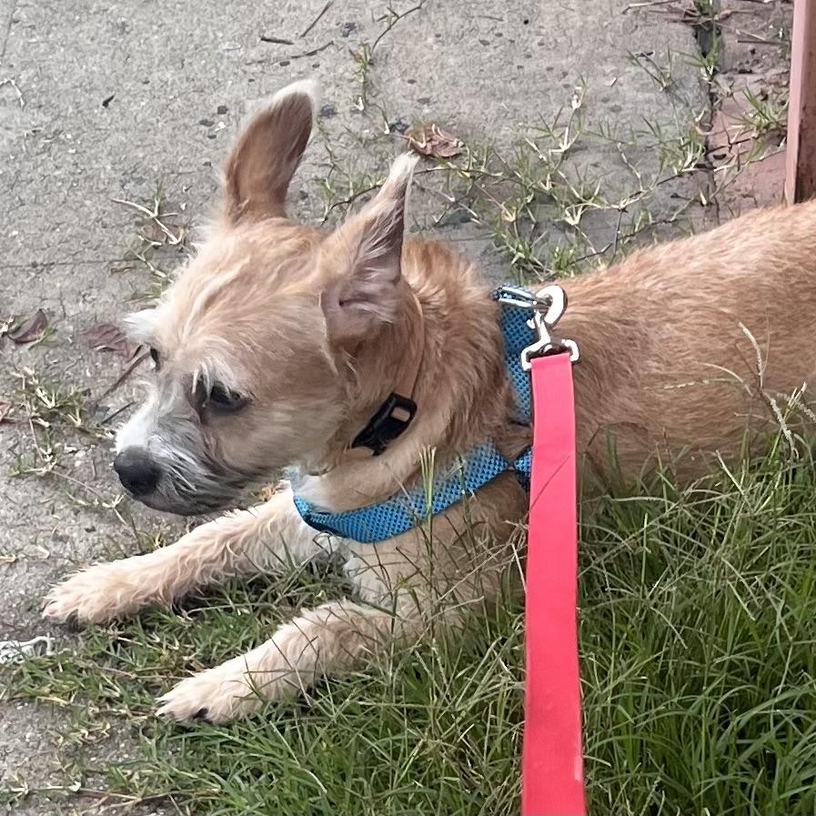 Skye, an adopted Terrier in Los Angeles, CA image 1/5