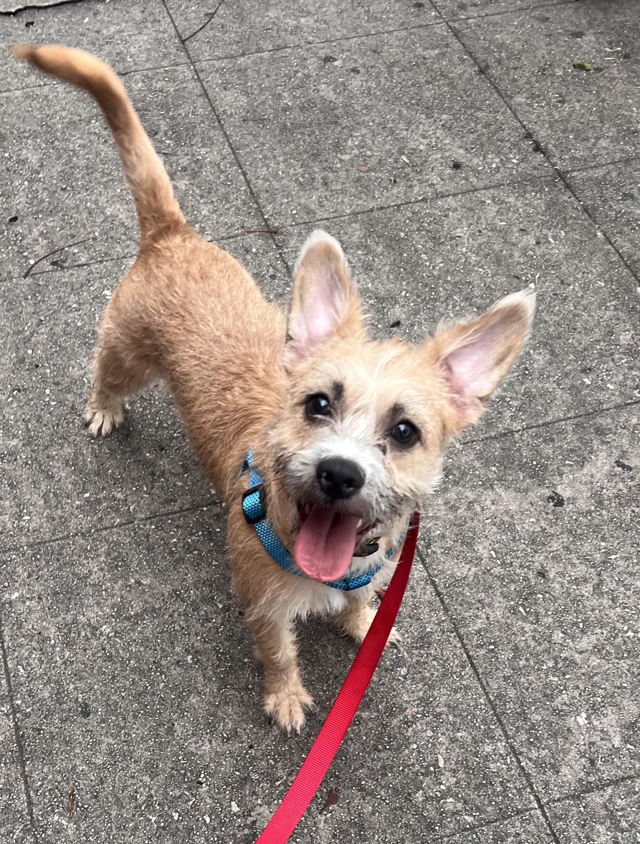 Skye, an adopted Terrier in Los Angeles, CA image 2/5