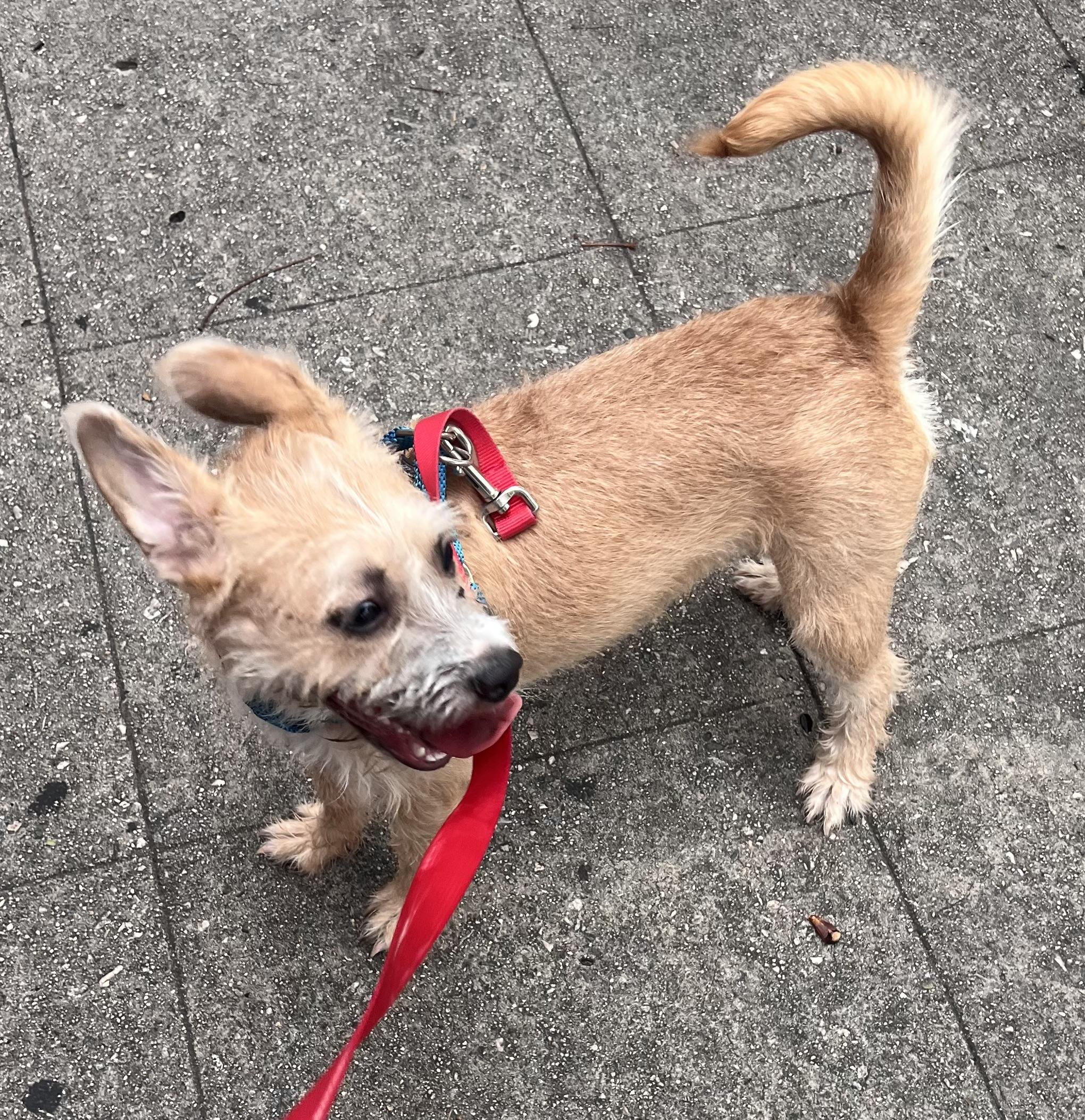 Skye, an adopted Terrier in Los Angeles, CA image 5/5