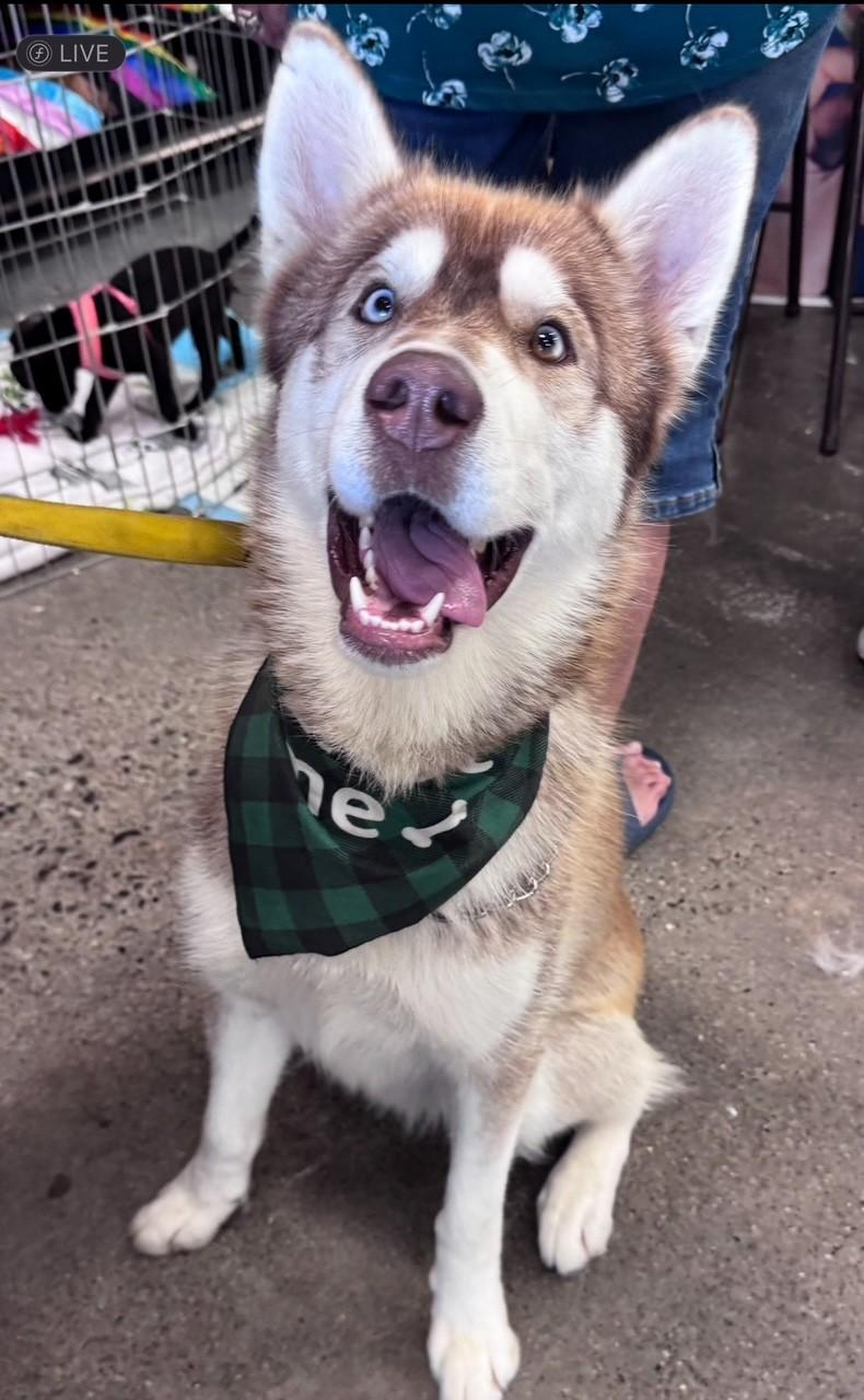 Guapo, Adult Male Husky