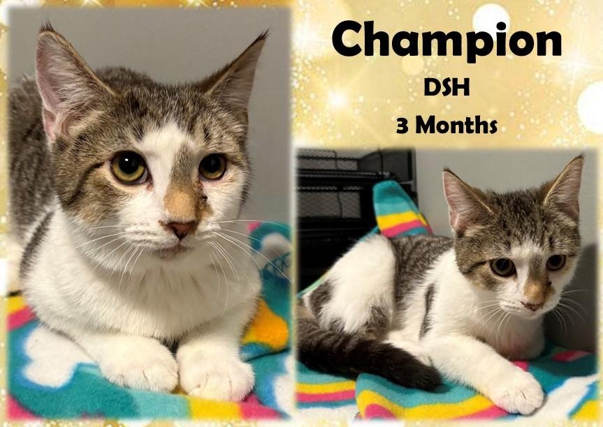 Champion, Adoptable, Young Male Domestic Short Hair.