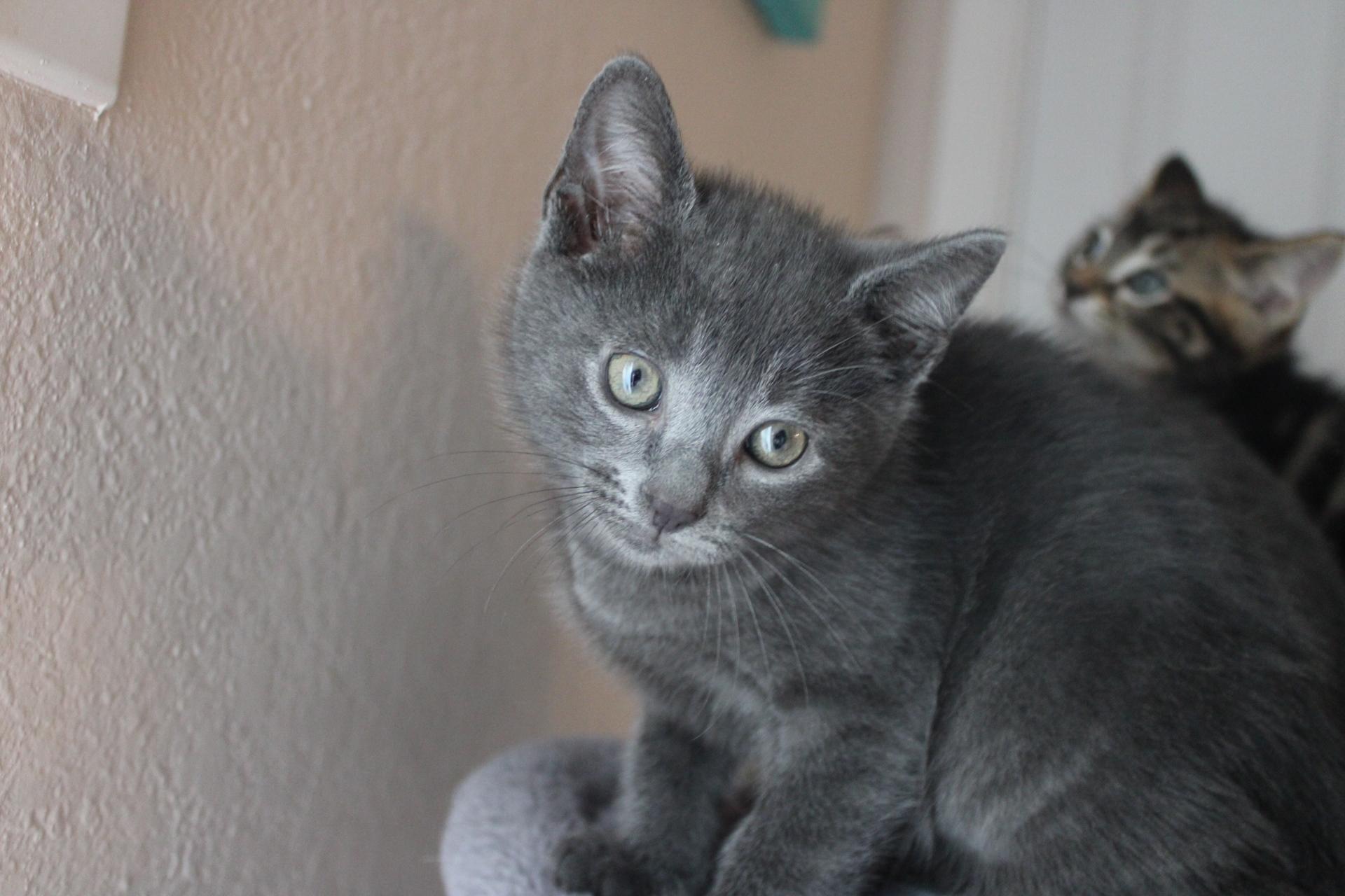 Tony Stark, ADOPTABLE, Kitten Male Domestic Medium Hair.