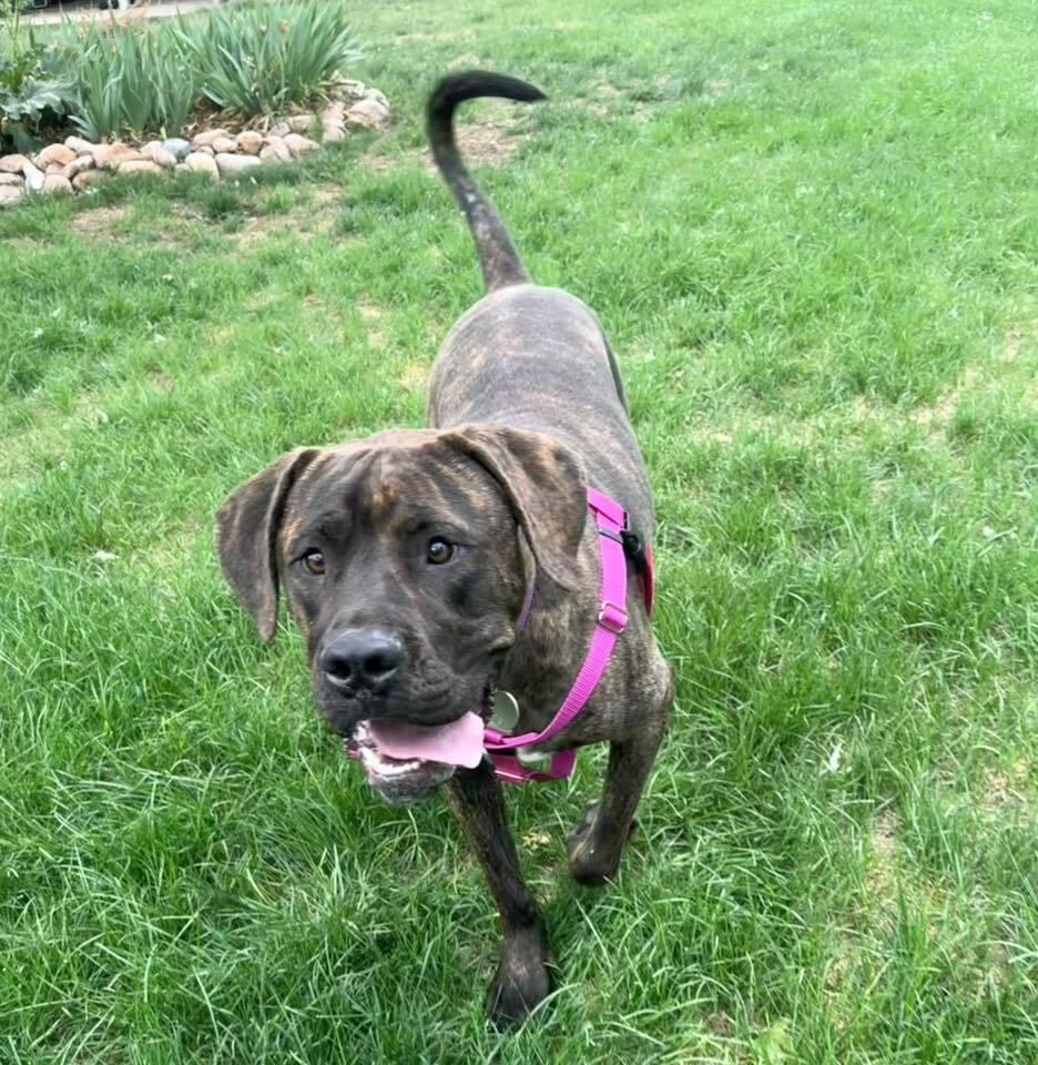 Huckleberry, Adoptable, Young Male Mastiff.