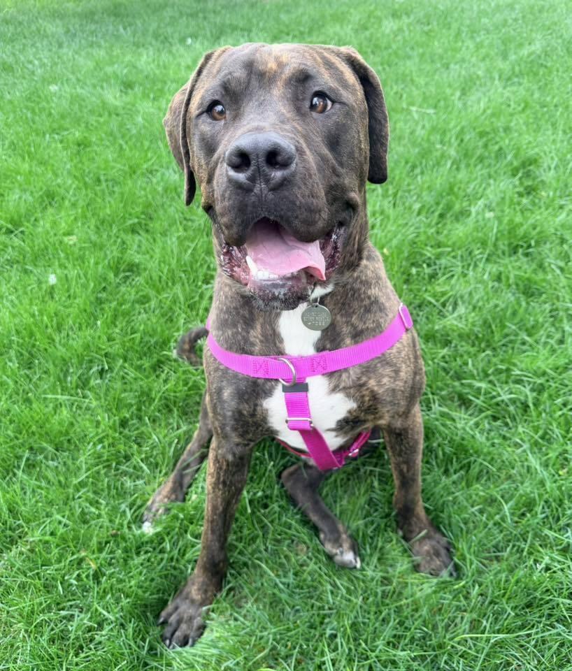 Huckleberry, a Adoptable mixed breed in Denver, CO image 2/4