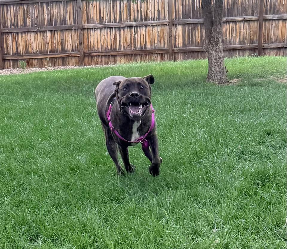 Huckleberry, a Adoptable mixed breed in Denver, CO image 3/4