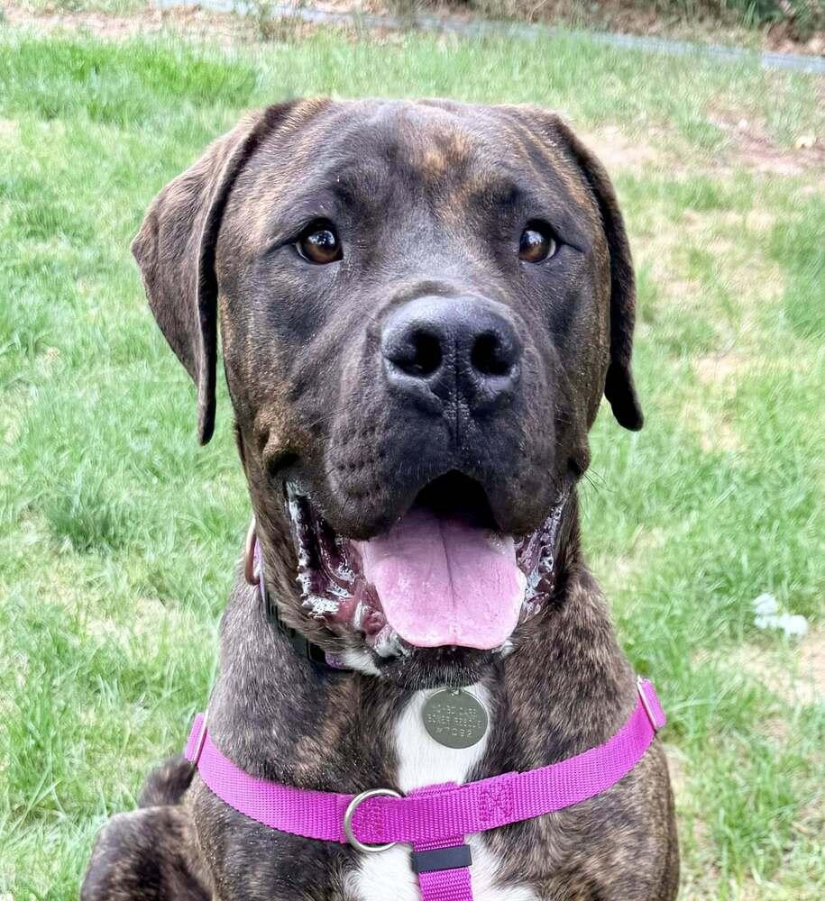 Huckleberry, a Adoptable mixed breed in Denver, CO image 4/4