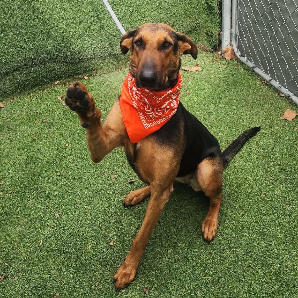 Star — thumbnail 2