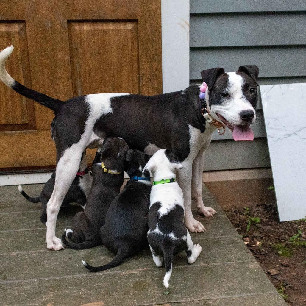 Enlarge Dolly, a Adoptable Pit Bull Terrier in Durham, NC image 3/6