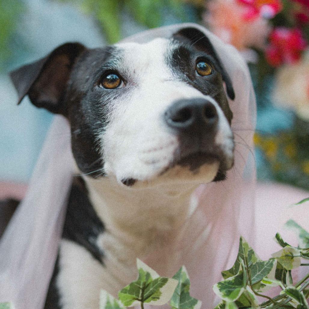 Enlarge Dolly, a Adoptable Pit Bull Terrier in Durham, NC image 4/6