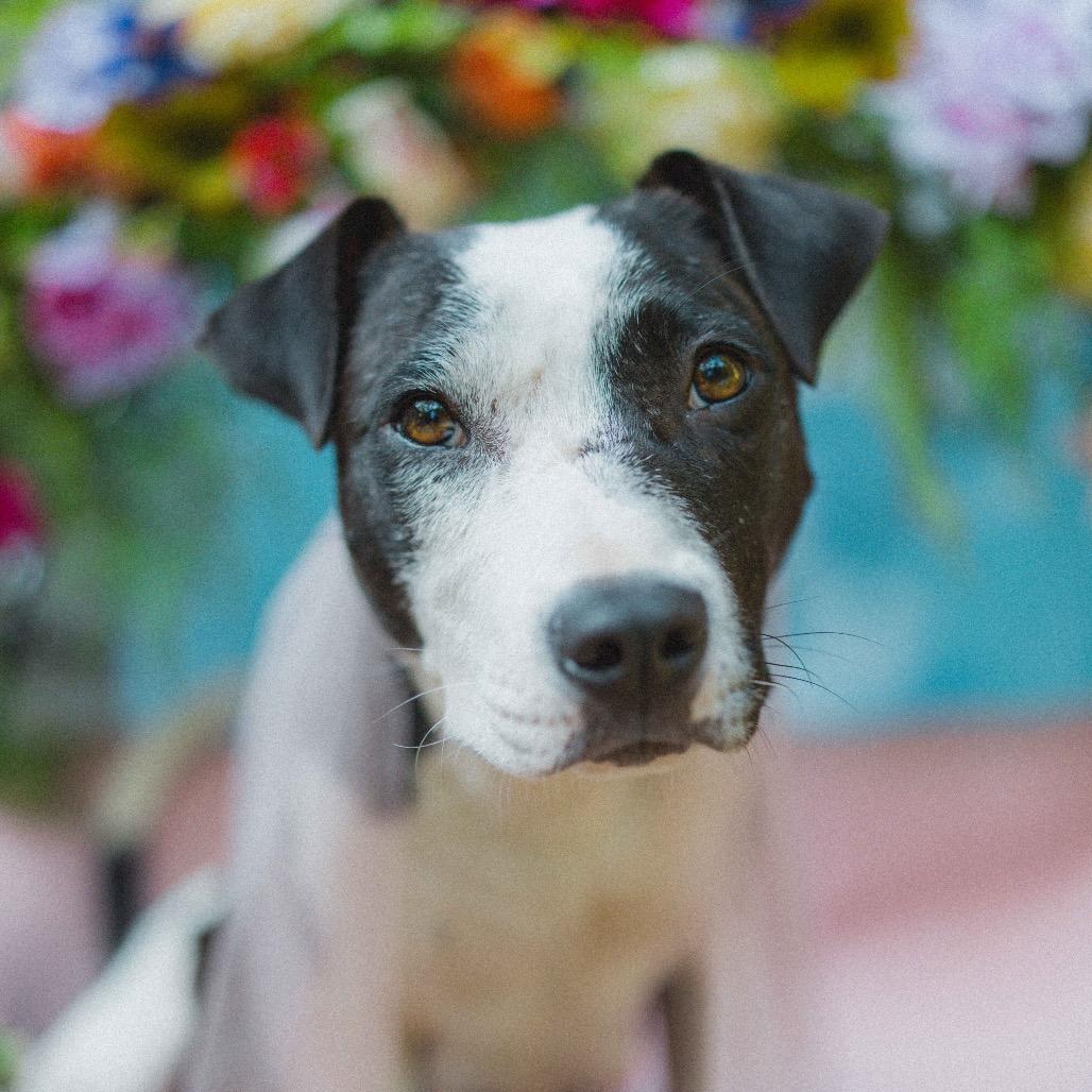 Enlarge Dolly, a Adoptable Pit Bull Terrier in Durham, NC image 5/6