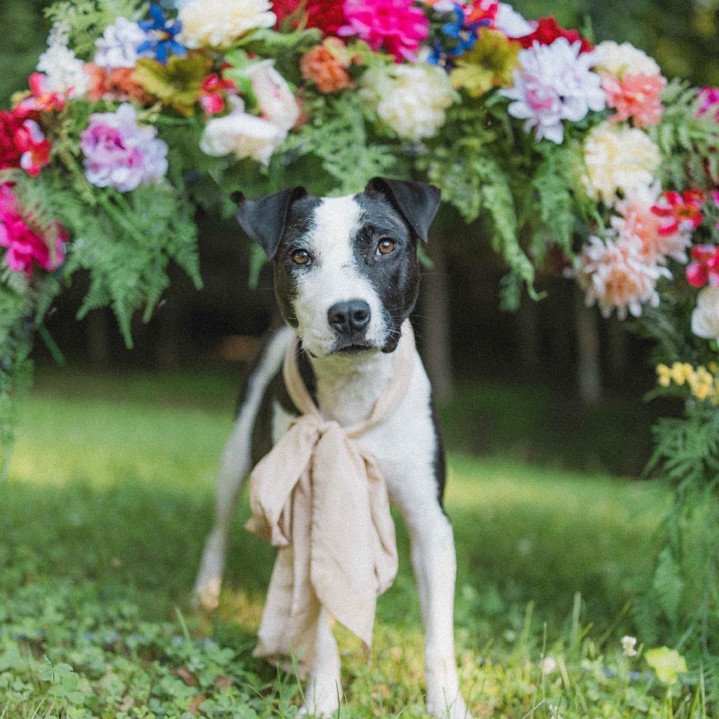 Enlarge Dolly, a Adoptable Pit Bull Terrier in Durham, NC image 6/6