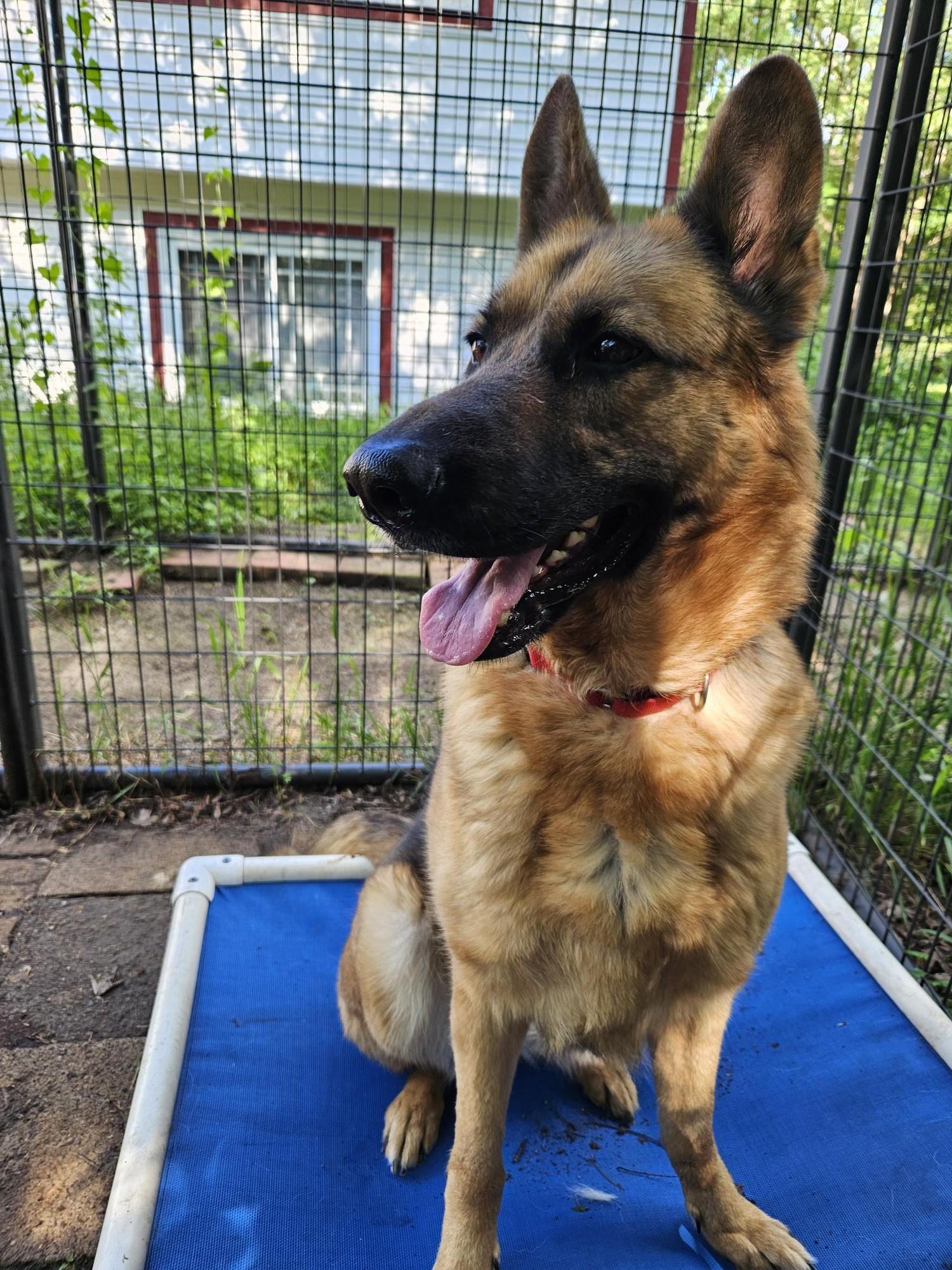 Kenna-I25003, a Adoptable German Shepherd Dog in Anoka, MN image 2/6