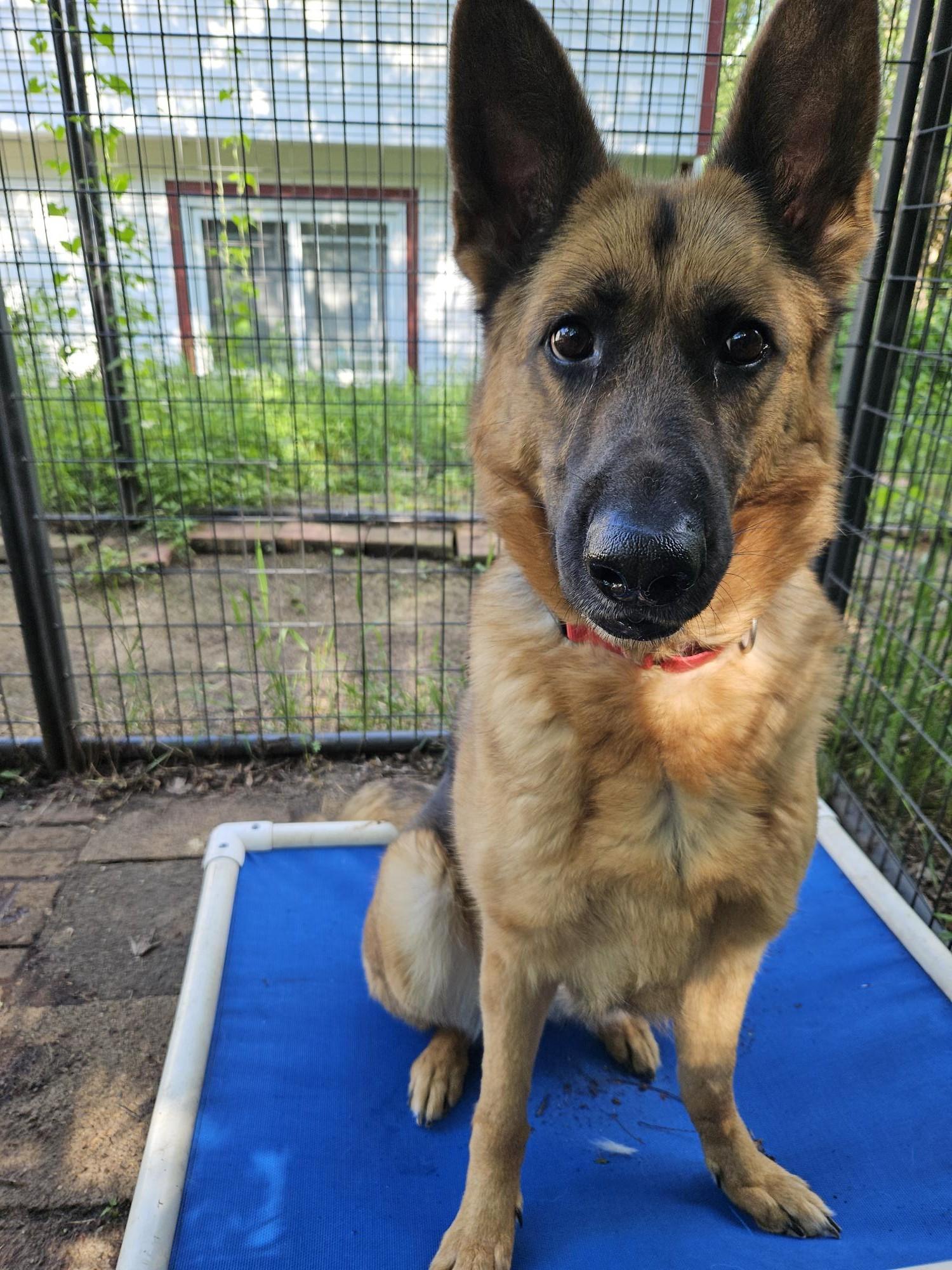 Kenna-I25003, a Adoptable German Shepherd Dog in Anoka, MN image 1/6