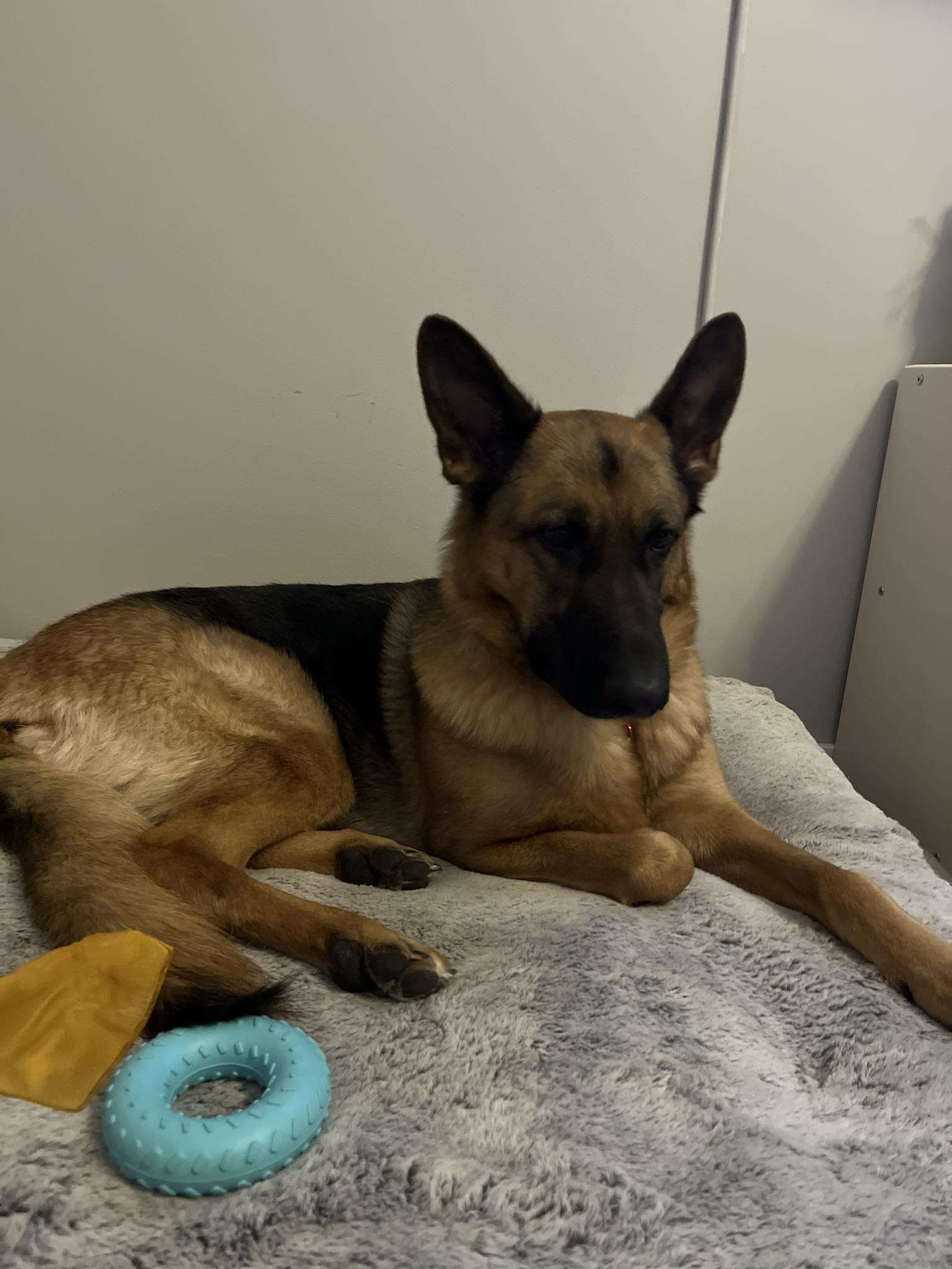Kenna-I25003, a Adoptable German Shepherd Dog in Anoka, MN image 5/6