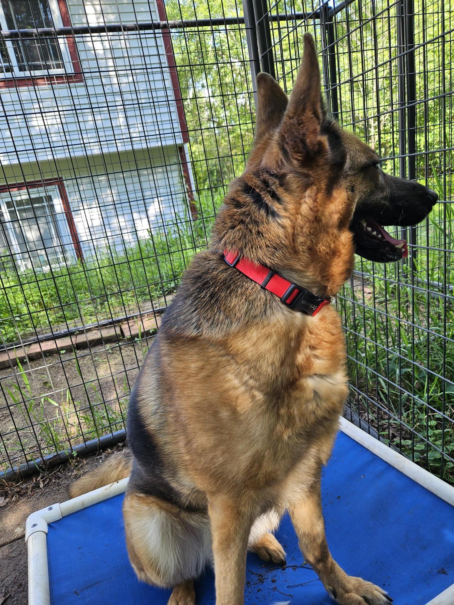 Kenna-I25003, a Adoptable German Shepherd Dog in Anoka, MN image 3/6