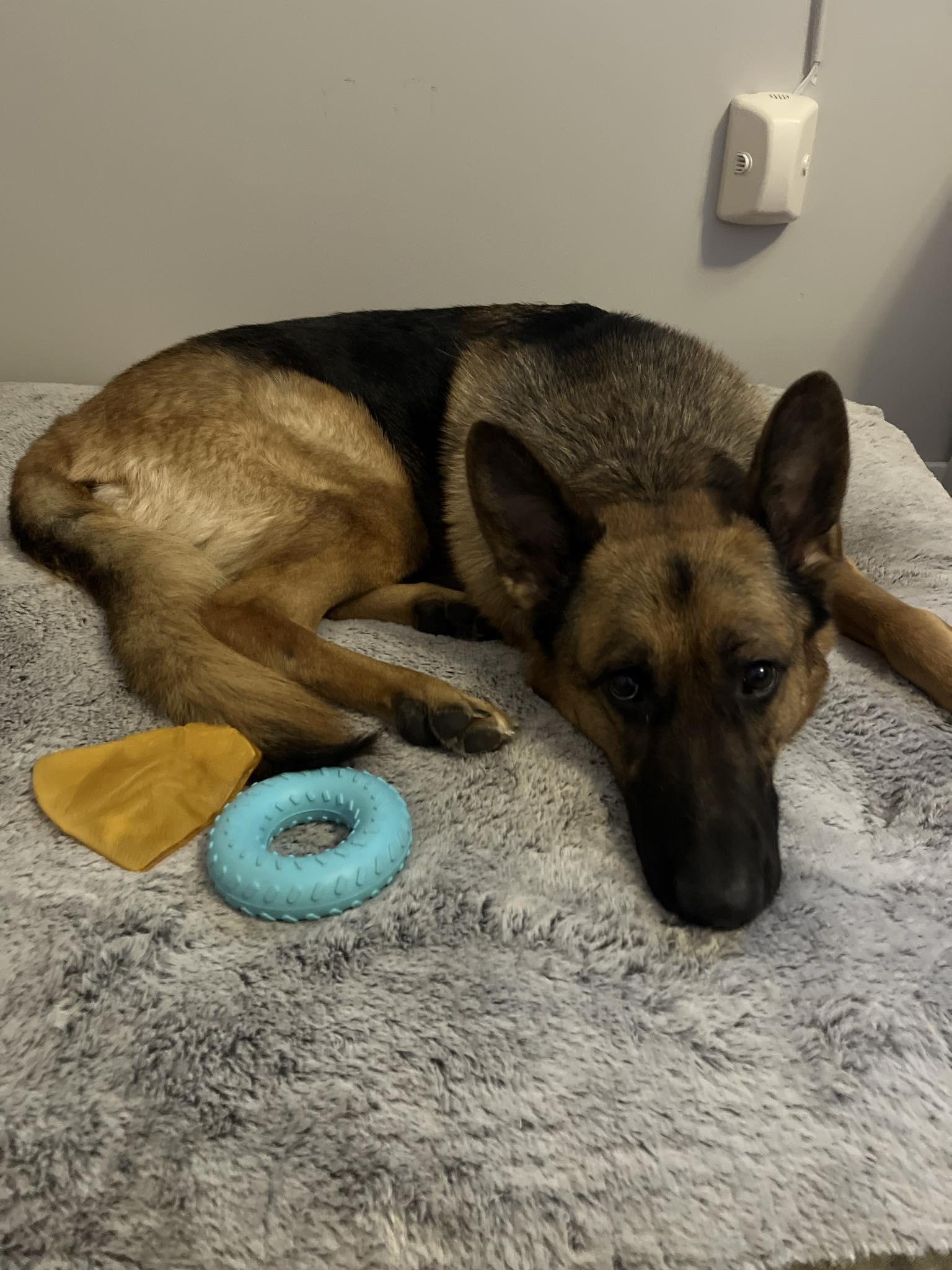 Kenna-I25003, a Adoptable German Shepherd Dog in Anoka, MN image 6/6