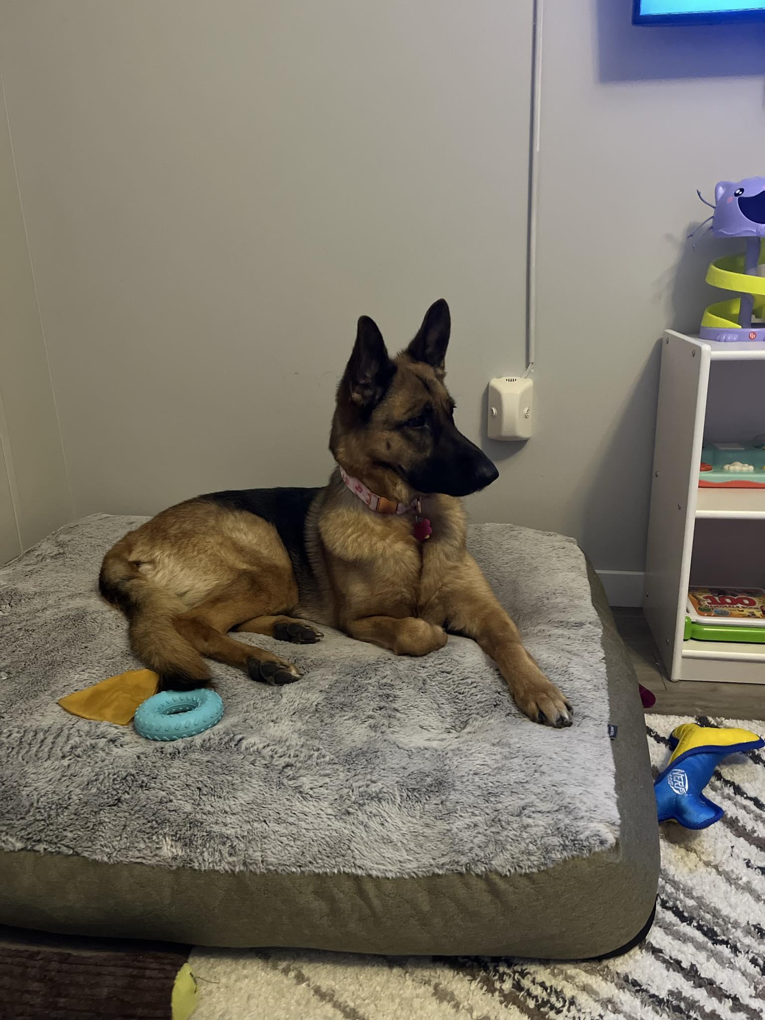 Kenna-I25003, a Adoptable German Shepherd Dog in Anoka, MN image 4/6