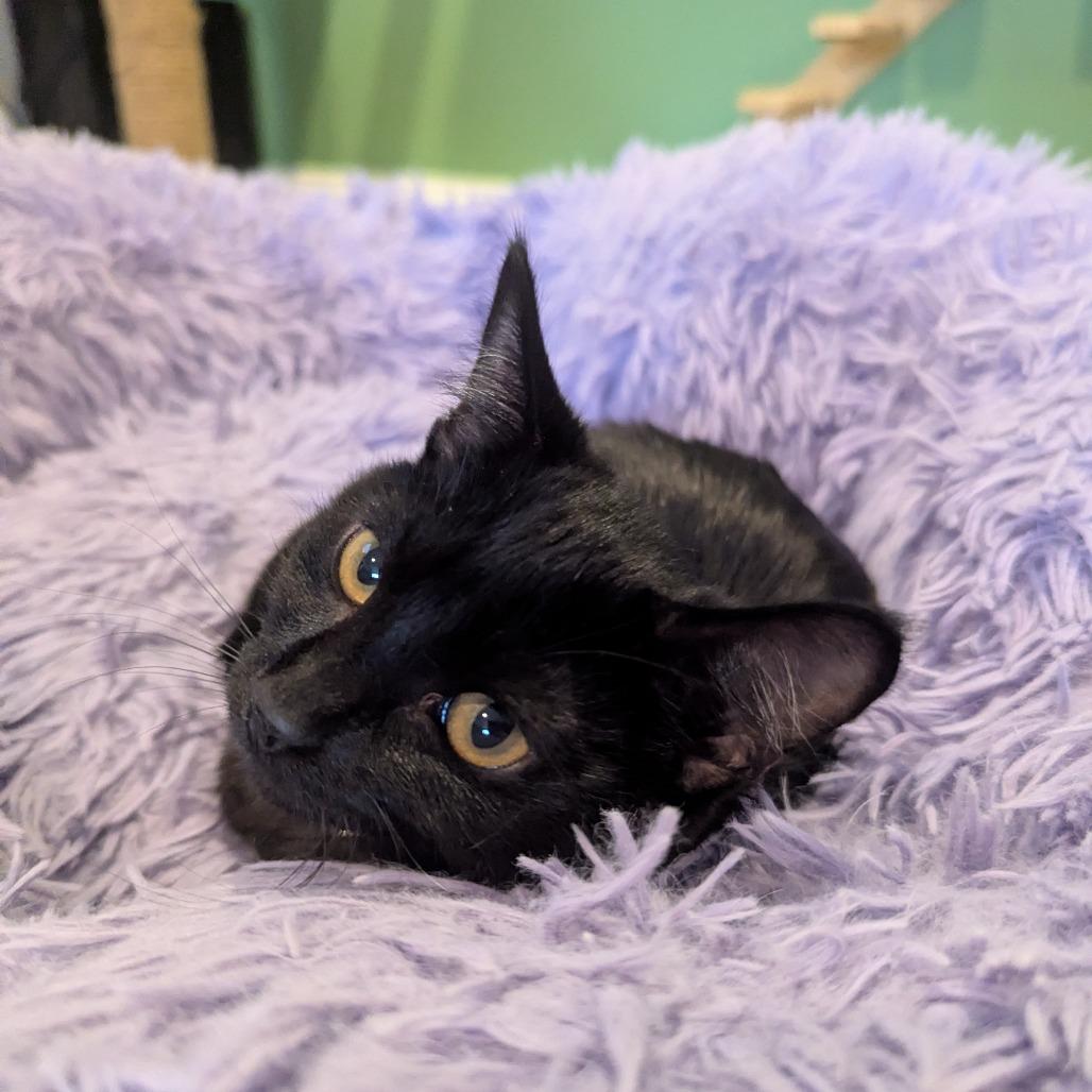 Enlarge Nova, a Adoptable Domestic Short Hair in La Grange, KY image 1/2