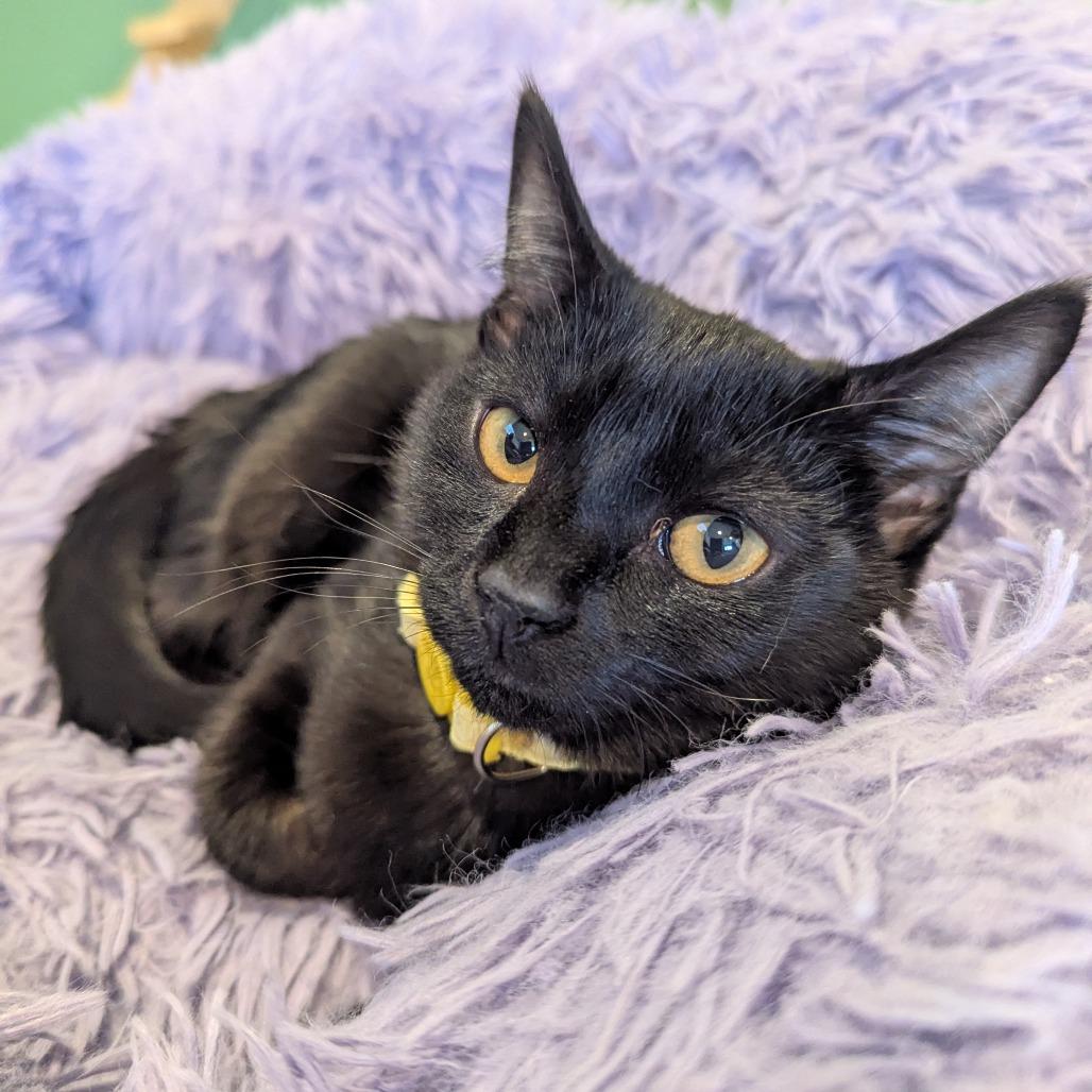 Enlarge Nova, a Adoptable Domestic Short Hair in La Grange, KY image 2/2