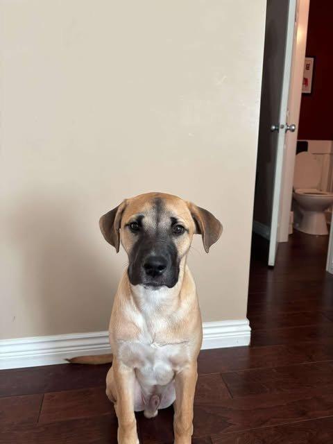 Breeze, an adoptable Husky, Black Mouth Cur in Abbotsford, BC, V3G 2L5 | Photo Image 2