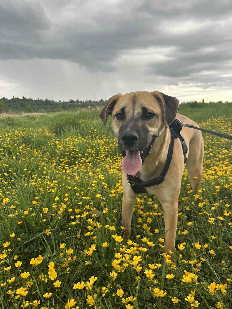 Breeze, an adoptable Husky, Black Mouth Cur in Abbotsford, BC, V3G 2L5 | Photo Image 1