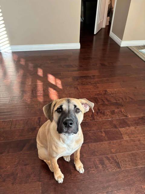 Breeze, an adoptable Husky, Black Mouth Cur in Abbotsford, BC, V3G 2L5 | Photo Image 3