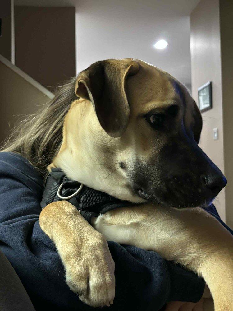 Breeze, an adoptable Husky, Black Mouth Cur in Abbotsford, BC, V3G 2L5 | Photo Image 4