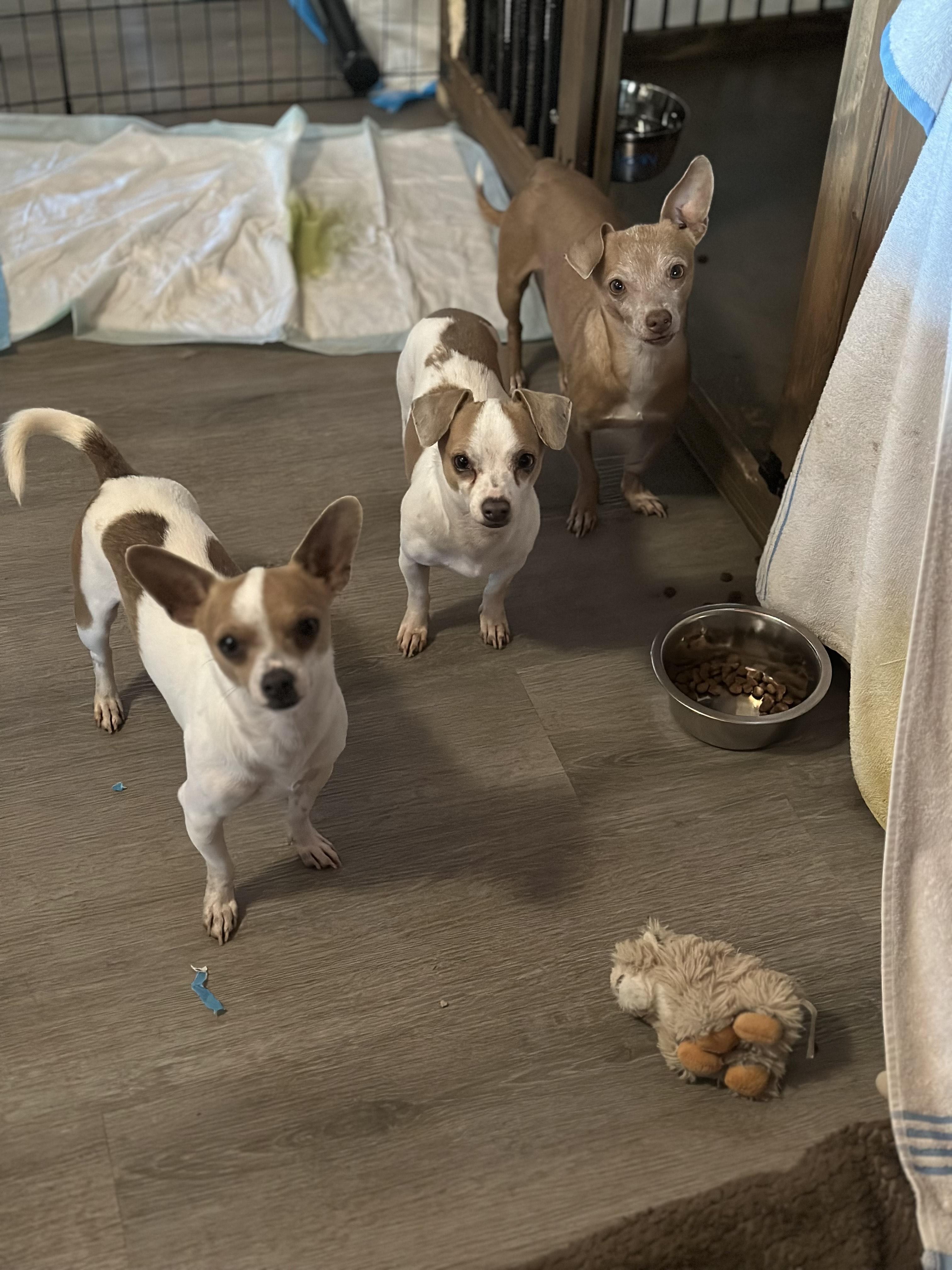 Enlarge Sid (Courtesy Post), a Adoptable mixed breed in Tracy, CA image 1/3