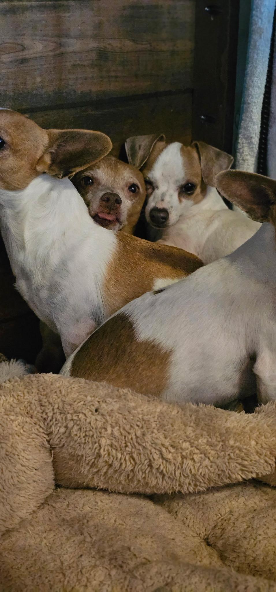 Enlarge Sid (Courtesy Post), a Adoptable mixed breed in Tracy, CA image 3/3