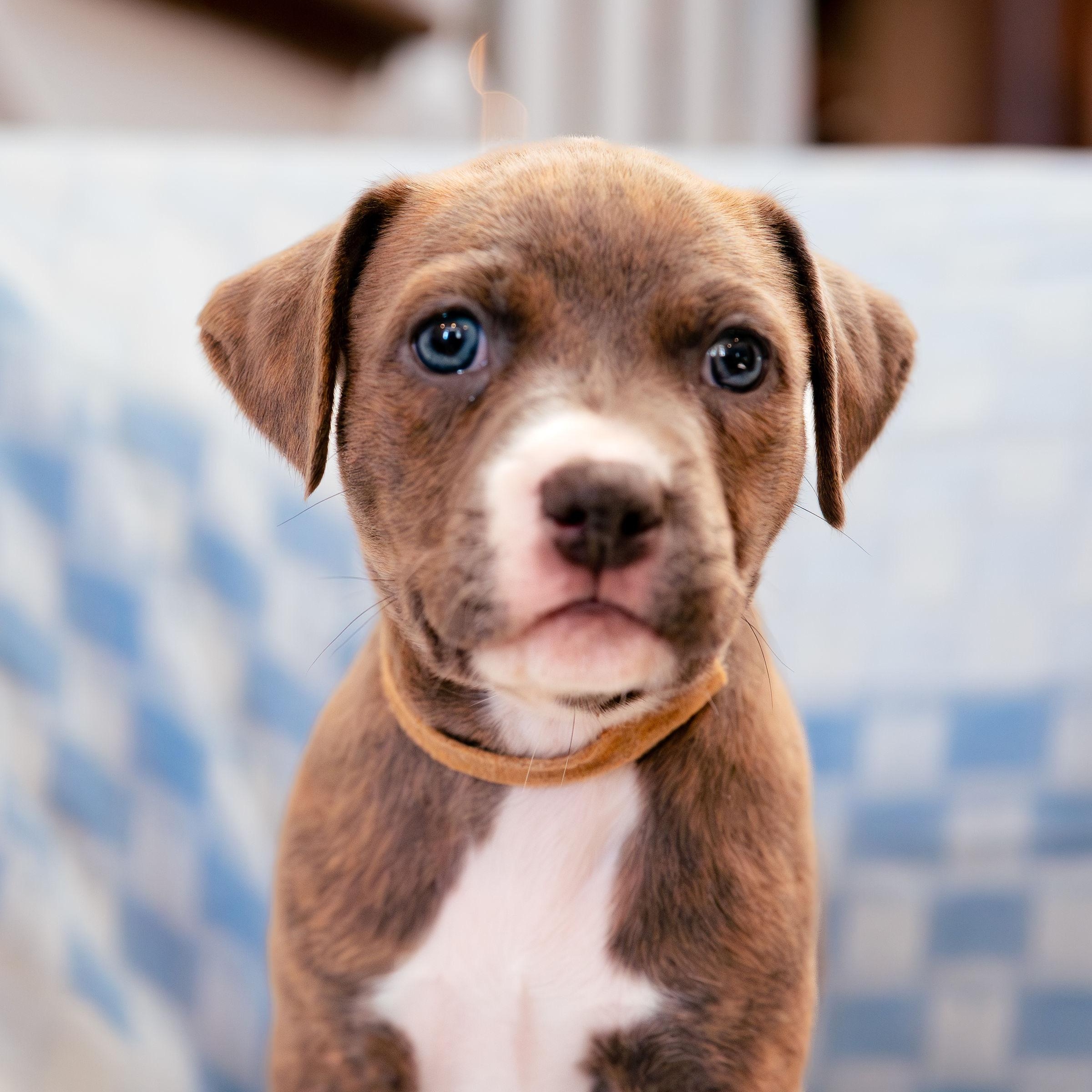 Enlarge Aspire, an adopted mixed breed in Rock Hill, SC image 4/5